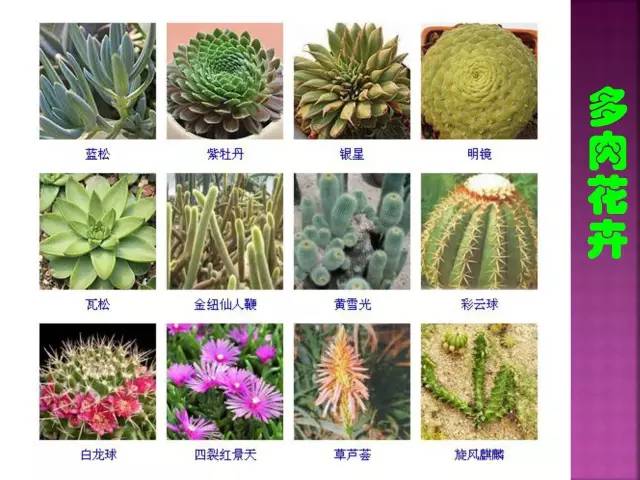 花卉大全500种观叶植物名称,1332种常见花卉植物图谱