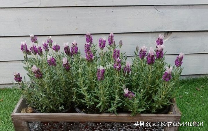 薰衣草盆栽怎么养殖,薰衣草盆栽的养殖方法和注意事项