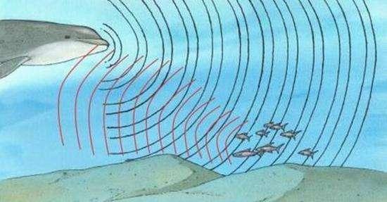 海豚家族的由来,海豚家族