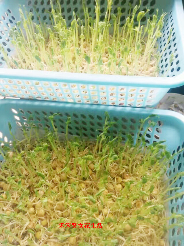 豌豆芽苗菜种植全过程,豌豆芽苗菜种植的成本及利润