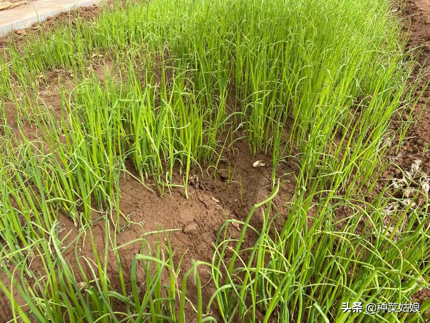 小葱种植方法和几月撒种,小葱种子什么时间播种最佳