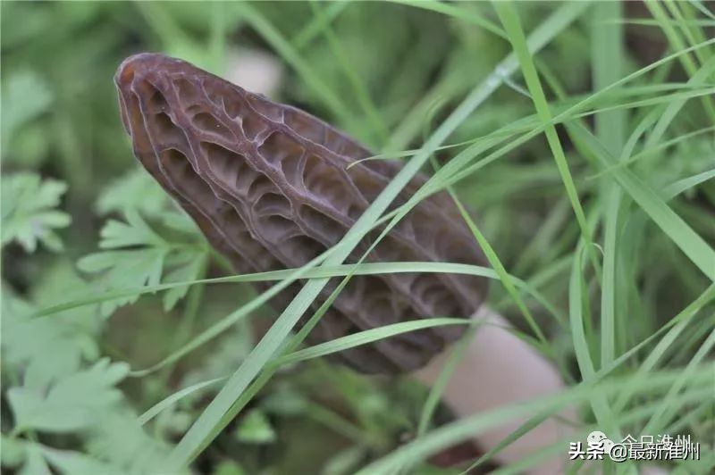 四川金堂哪里好玩,四川金堂是怎样一个城市