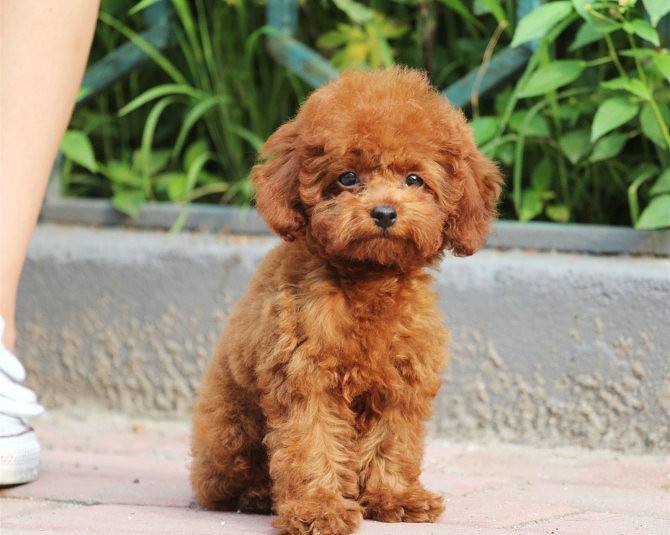 狗狗体型不同，喂养方面大有差异，狗粮选择有讲究