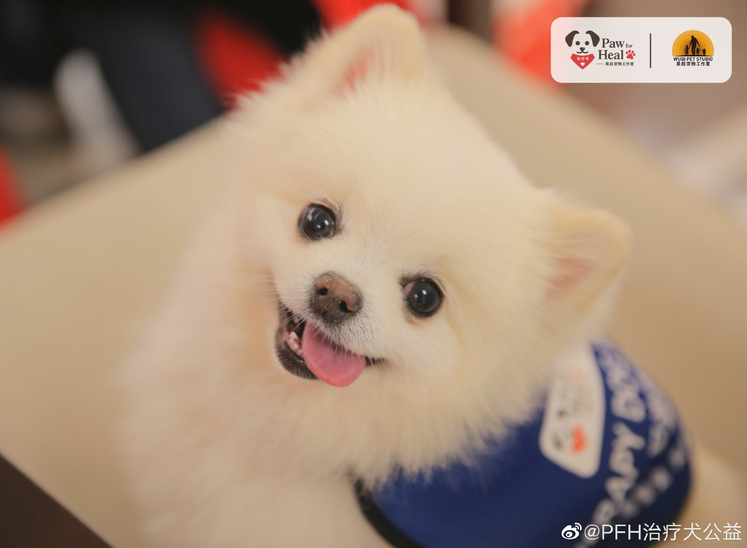 治疗犬到底是怎样的群体？我们的狗狗都能成为治疗犬吗?