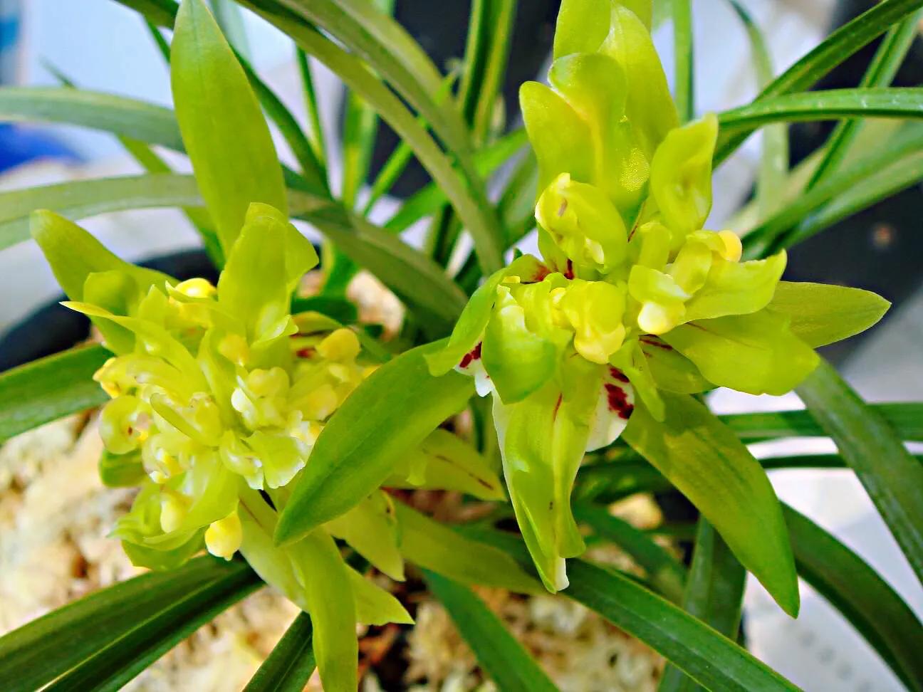 春兰天彭牡丹香味好吗,春兰天彭牡丹兰花简介