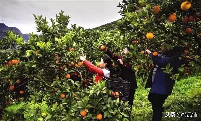 发现商家销售假的赣南脐橙,爆料食品视频