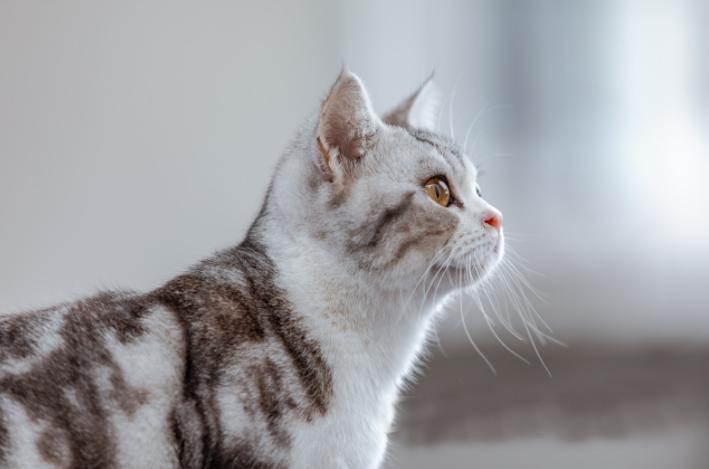 猫咪便血可大可小,找对原因,对症下药是关键