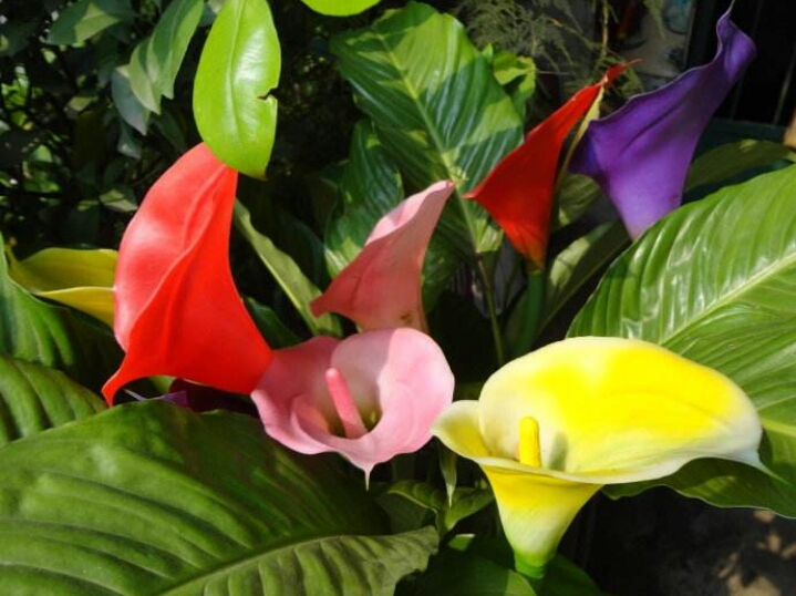 彩色马蹄莲怎么养爱开花图片,彩色马蹄莲夏季的养殖方法