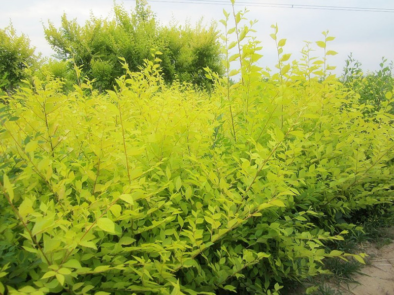 金叶榆常见病虫害图,金叶榆病虫害防治栽培技术