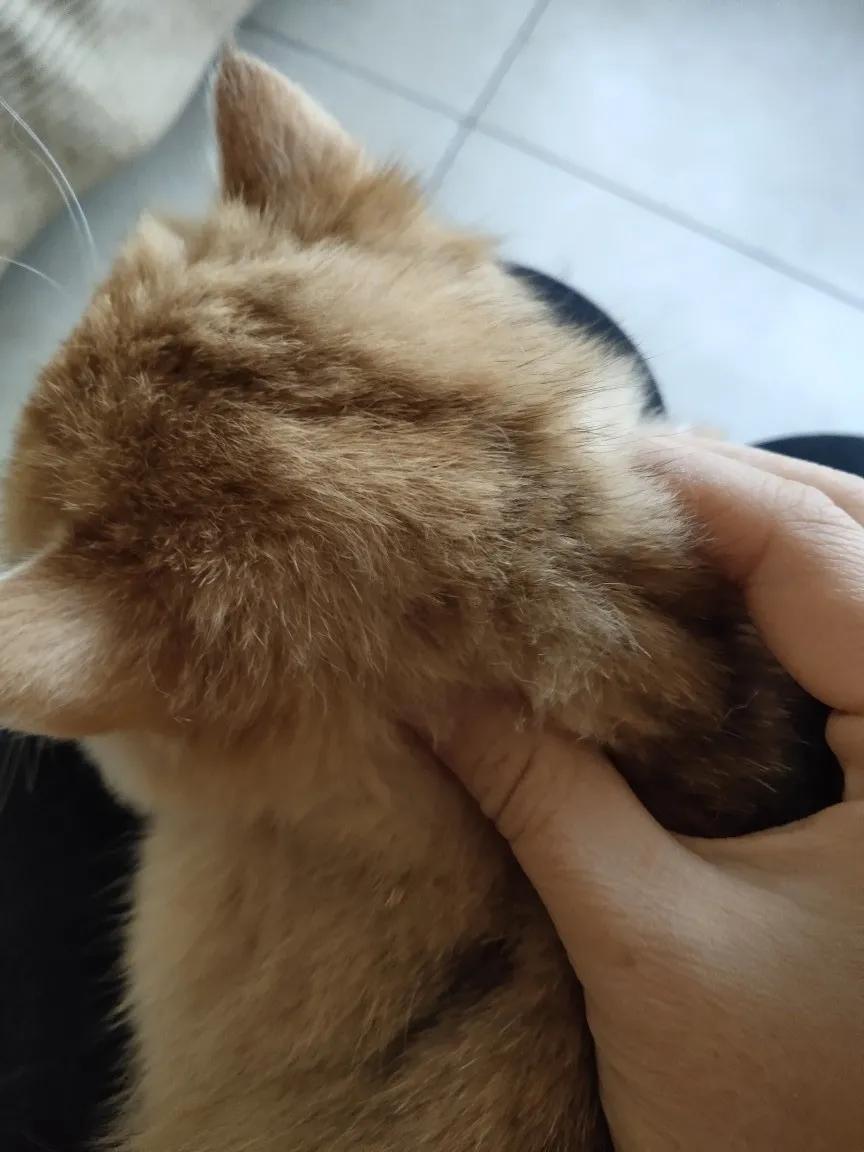 新到家的猫咪打疫苗,去医院打疫苗猫咪