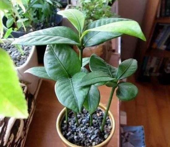 把吃剩的山竹核扔盆里，一个月，长出的盆栽漂亮