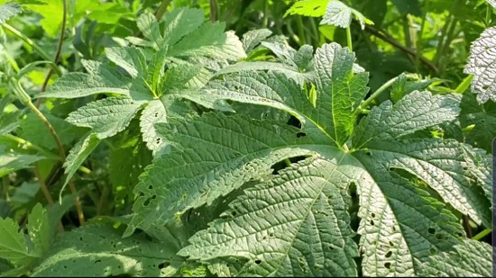 脚臭熏人怎么办,脚臭又痒怎么办