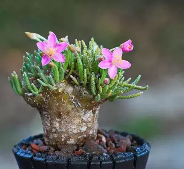 大叔养多肉20年，一片叶子上万块，盆盆都快成精了！