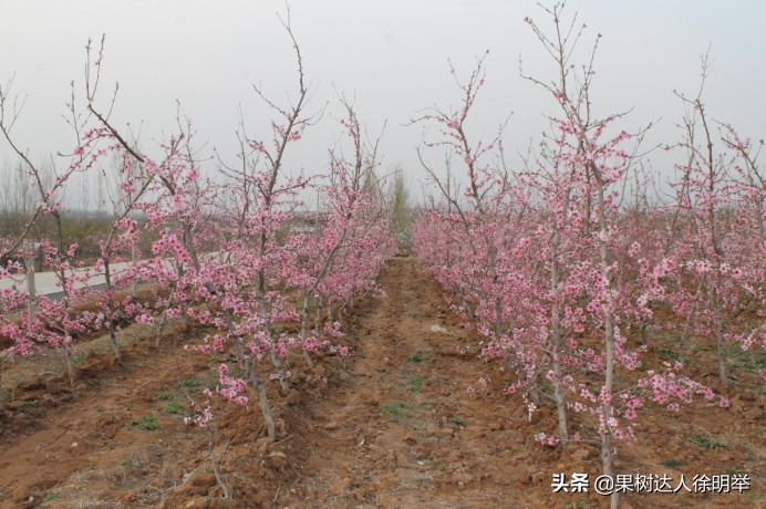 桃树栽植技术与管理,桃树起垄栽植的好处