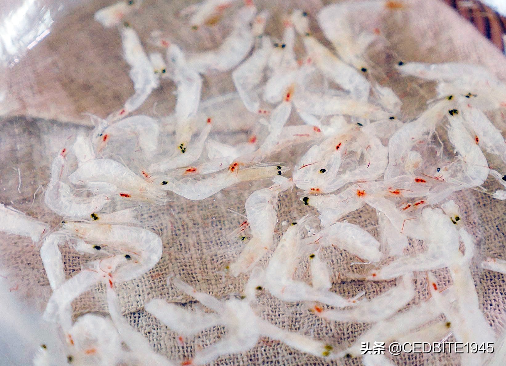 怎么驯养一年以上的虎皮,怎么培养黑猪品种视频