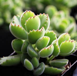 各类萌萌哒小宠,可爱超萌小宠