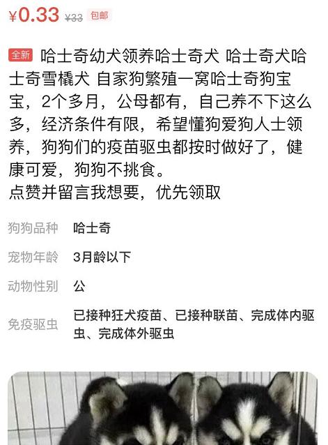 分享在咸鱼转转等二手平台上买狗狗的4种套路，80%的人都会被坑