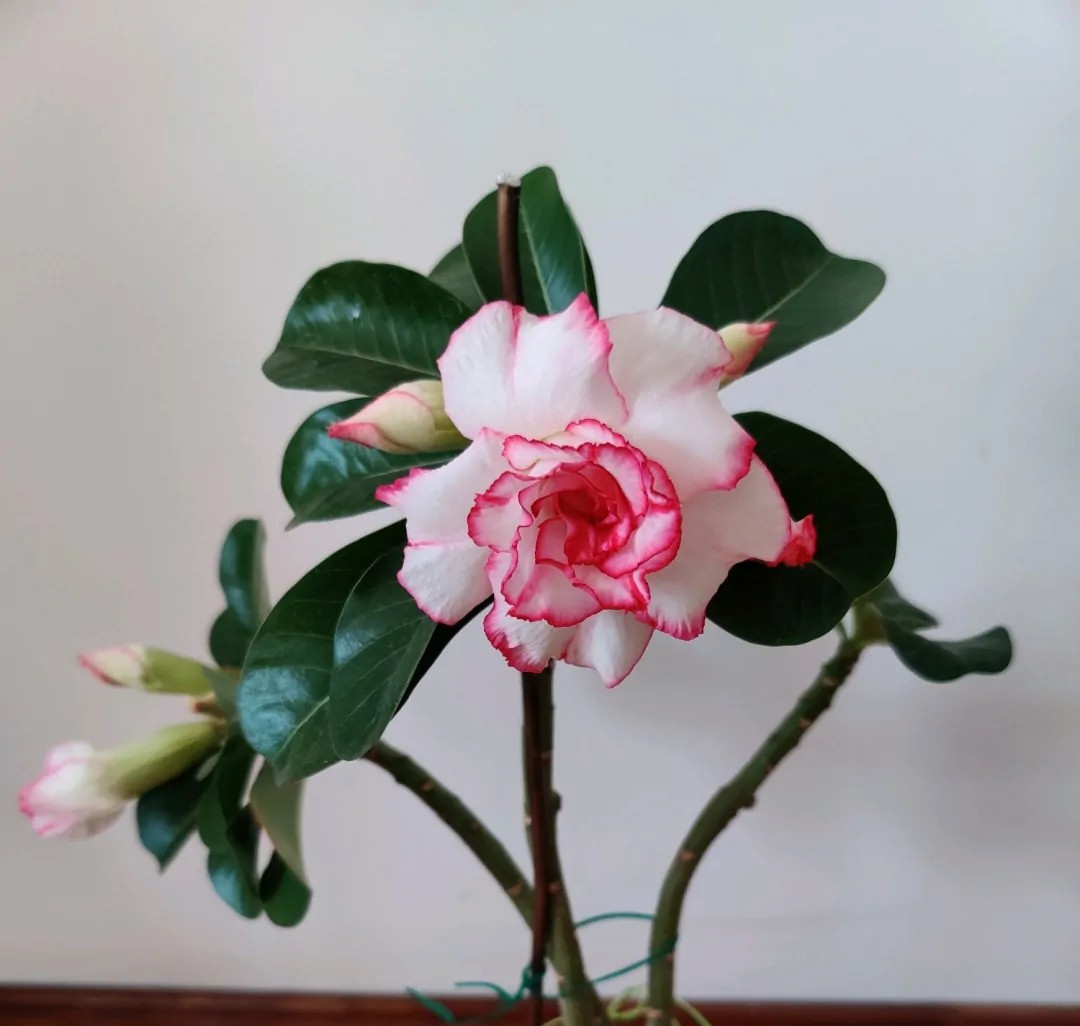 84个沙漠玫瑰品种，收起来慢慢看，待到来年春天选几种喜欢的养