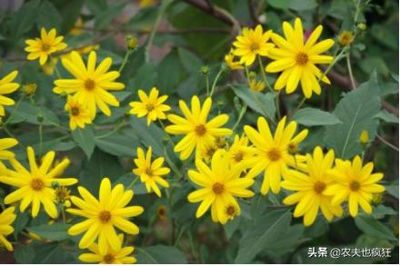 叫姜却不是姜，种1次能采收多年，曾遭农民嫌弃，如今成稀罕菜