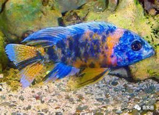 三湖慈鲷马鲷孔雀珍珠系能长多大,三湖慈鲷之孔雀