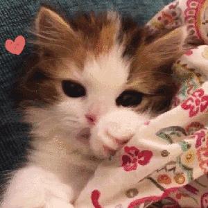 双目失明的猫怎么养,双目失明的猫有哪些