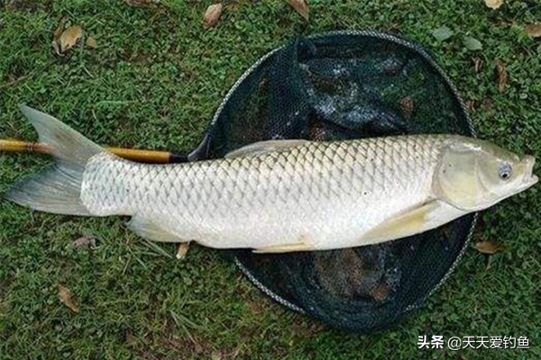 串钩钓草鱼技巧和方法,怎么用串钩钓草鱼