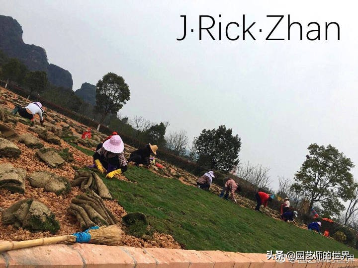 怎么种植草坪不长杂草,如何养好草坪