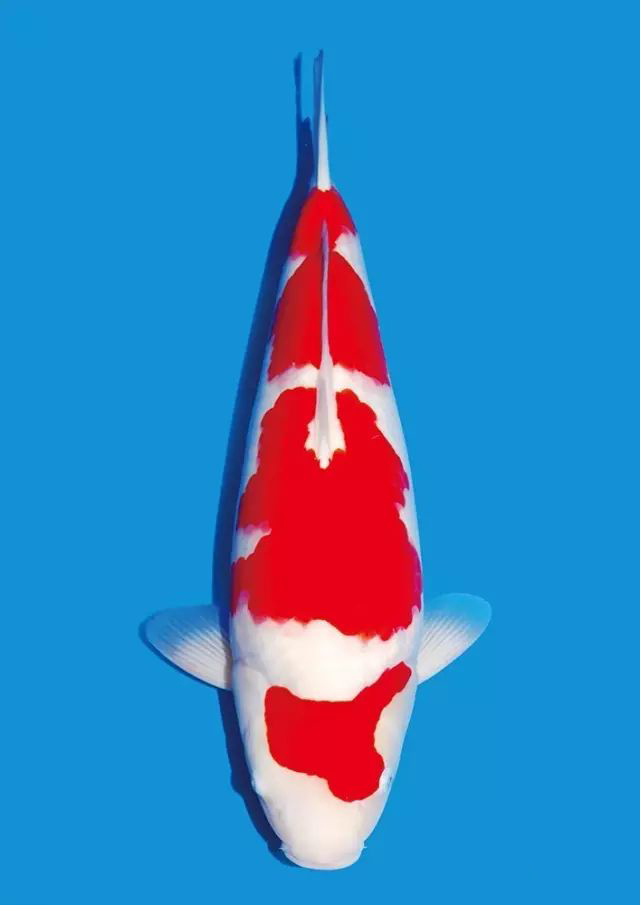 锦鲤沉底不吃食什么原因,锦鲤快速游动又蹭缸怎么回事