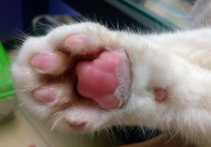 猫咪缺钙瘸脚是什么样的,猫咪跛脚是狂犬病吗