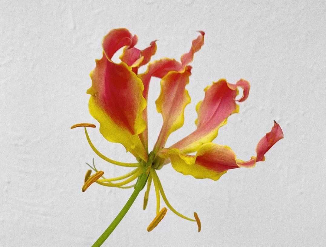 蓝色花花花语,花语是我喜欢你的花