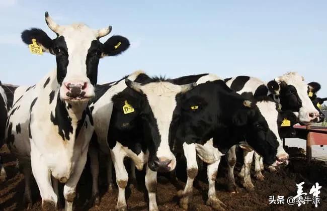 别再浪费成本！一些奶牛不需要同期发情