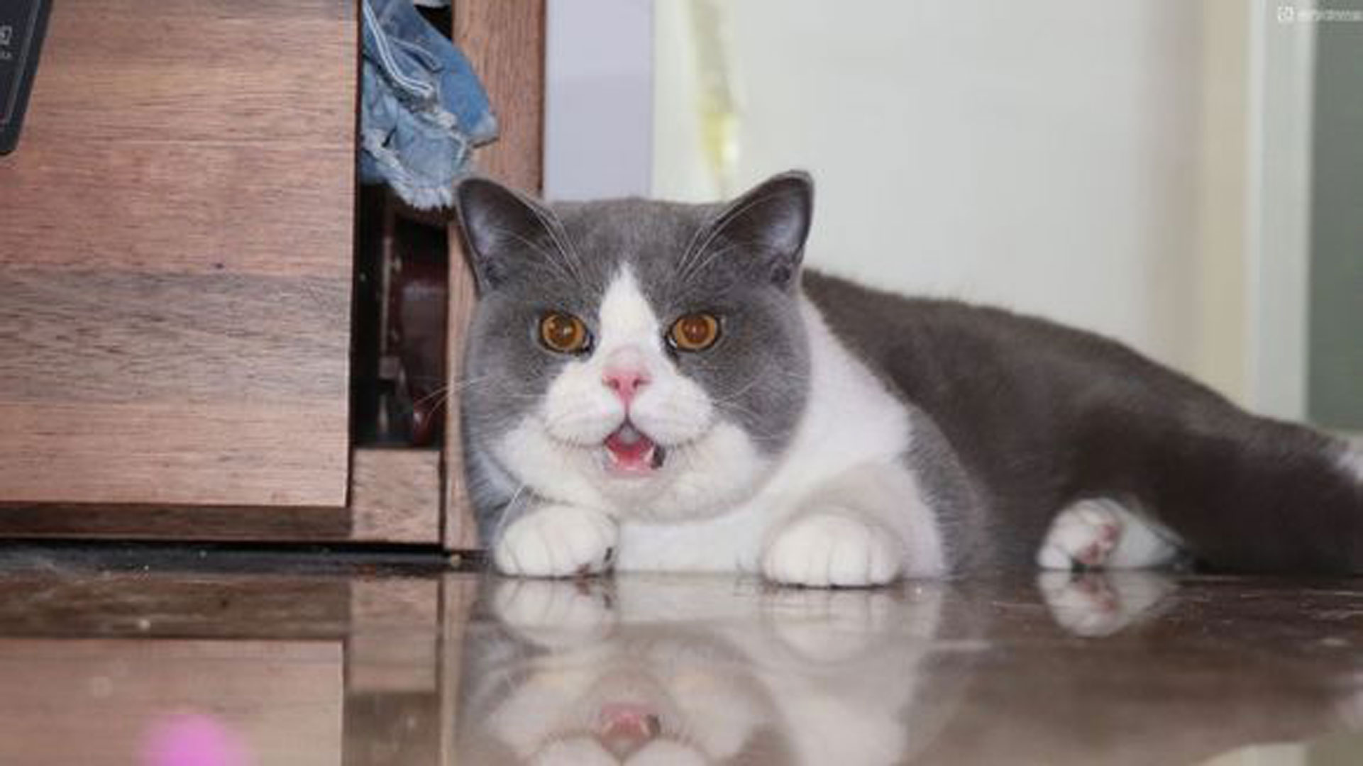 猫咪中暑的急救措施,预防猫咪中暑最好的方法