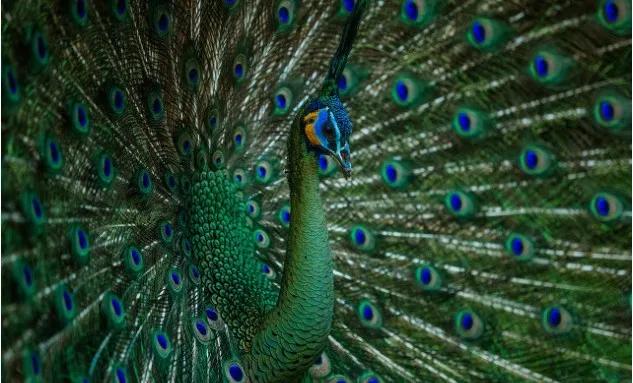 美丽云南神奇西双版纳,柔情傣乡美丽的西双版纳