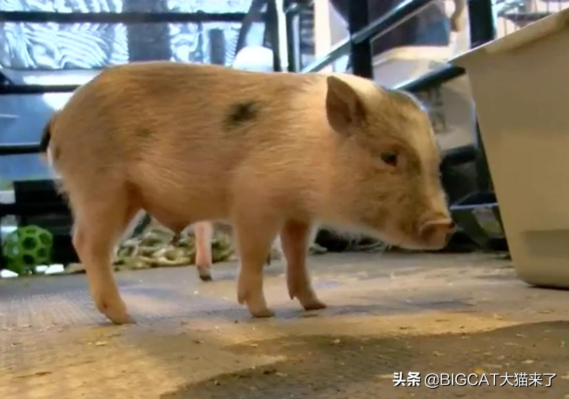 4头小猪将成为狮子晚餐，却因长得太可爱被人救下，一生从此改变