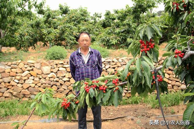 樱桃爸爸打了娇娇一巴掌,樱桃爸爸怒扇耳光