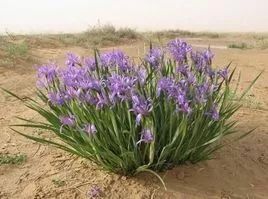 贝尔荒野求生取水教程,荒野求生必备小技巧