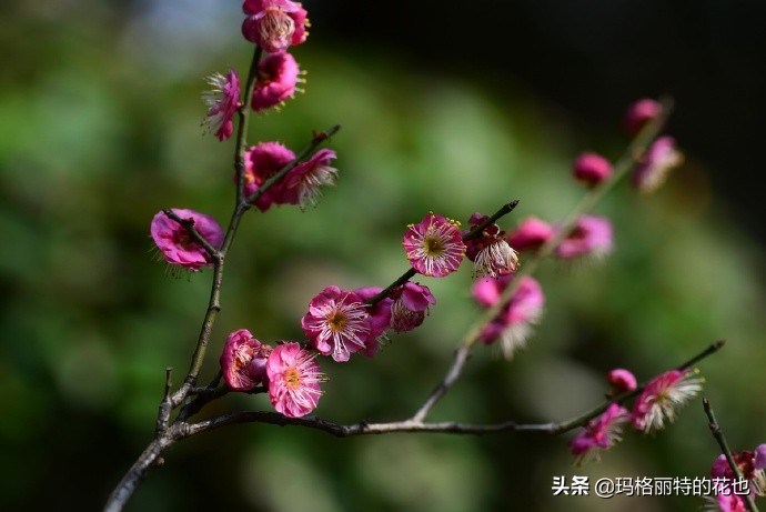 历史悠久的十大名花（海量美图），你选哪个做国花？