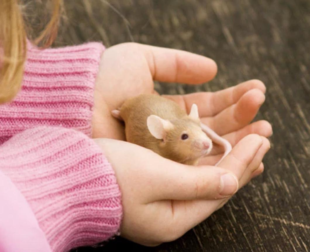 仓鼠会喂养自己的孩子吗,仓鼠可以当宠物吗
