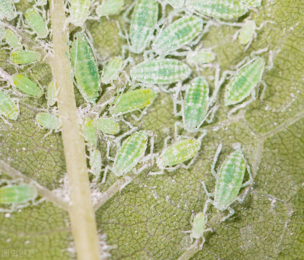 蚧壳虫怎么消灭最简单方法,蚧壳虫怎样彻底消灭小妙招