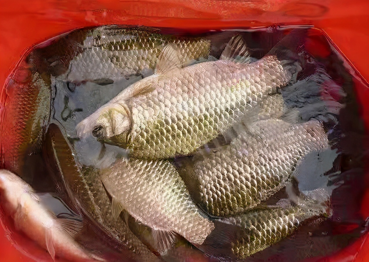 鱼儿吃饵料不咬钩是什么原因,鱼儿吃不饱会怎么样