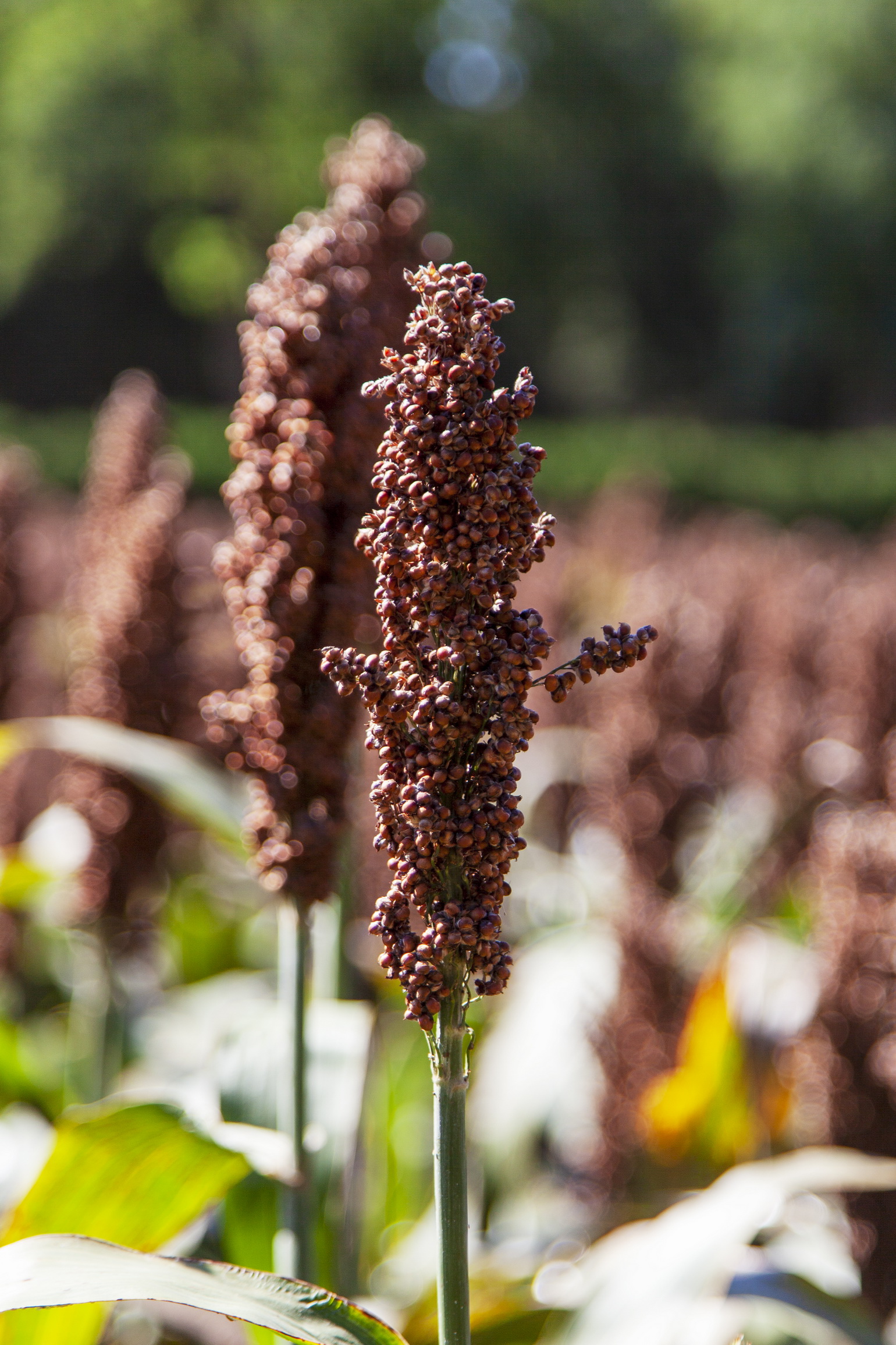 五坛八庙有先农坛吗,北京五坛先农坛