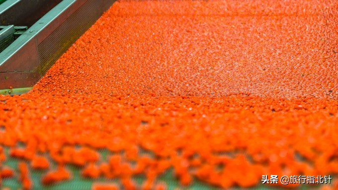 美丽青海，秋收的季节都兰红了，爆汁鲜甜的枸杞有小拇指大小