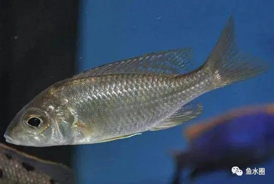 三湖慈鲷马鲷孔雀珍珠系能长多大,三湖慈鲷之孔雀