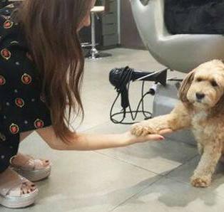 如何照顾好发情的狗狗？做好5点，狗狗身体更健康！