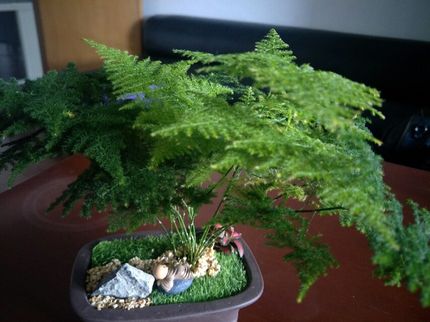 文竹应该怎么养才不会黄叶,文竹养多长时间可以施肥