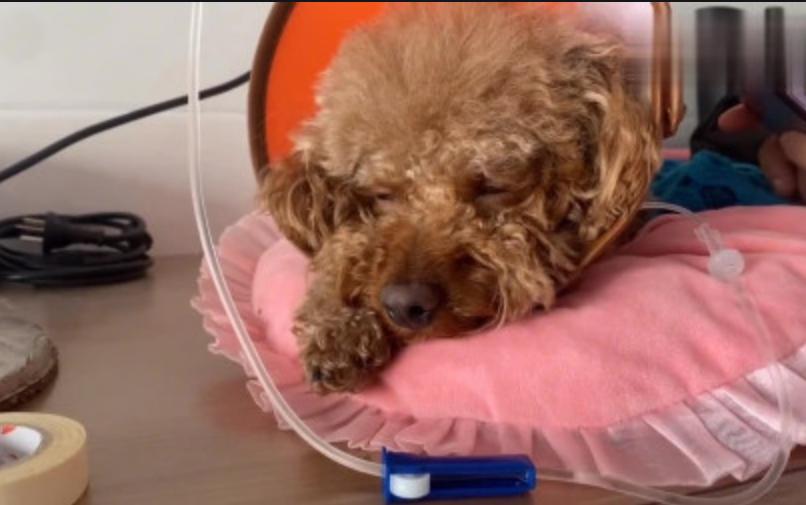 泰迪慢性肾衰竭肚子会红吗,泰迪急性肾衰竭症状