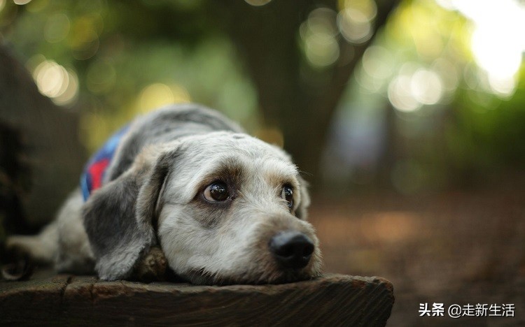 新手铲屎官要养狗要准备什么,新铲屎官养狗必备好物