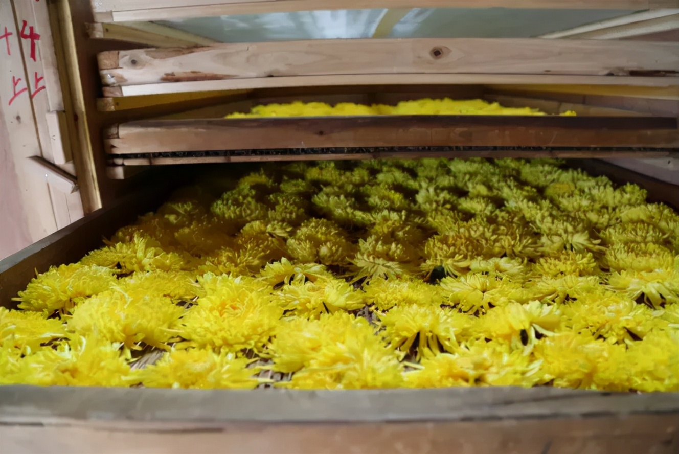 金丝皇菊泡什么能清肝明目,金丝皇菊组合养生茶