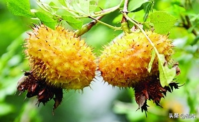 刺梨种植技术全过程,刺梨种植前景分析报告