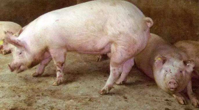 最新的新冠疫情症状,面对新冠疫情我们应该注意哪些